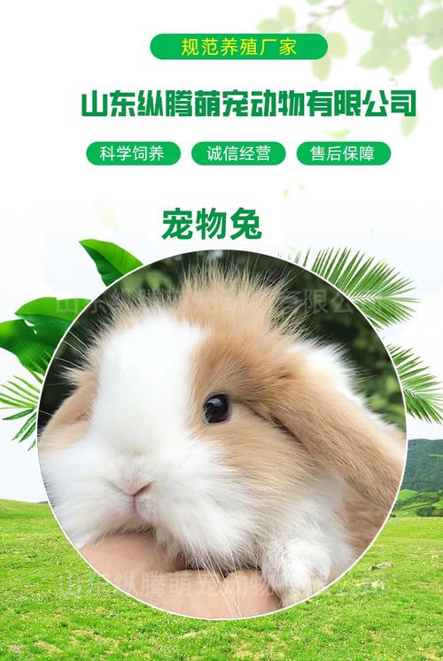网红巨型安哥拉兔饲养指南 从纯种挑选到家庭养护的科学攻略