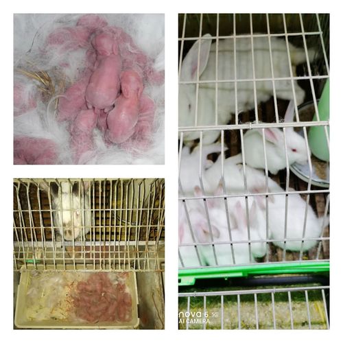 秋季如何让家兔多产优质仔兔？